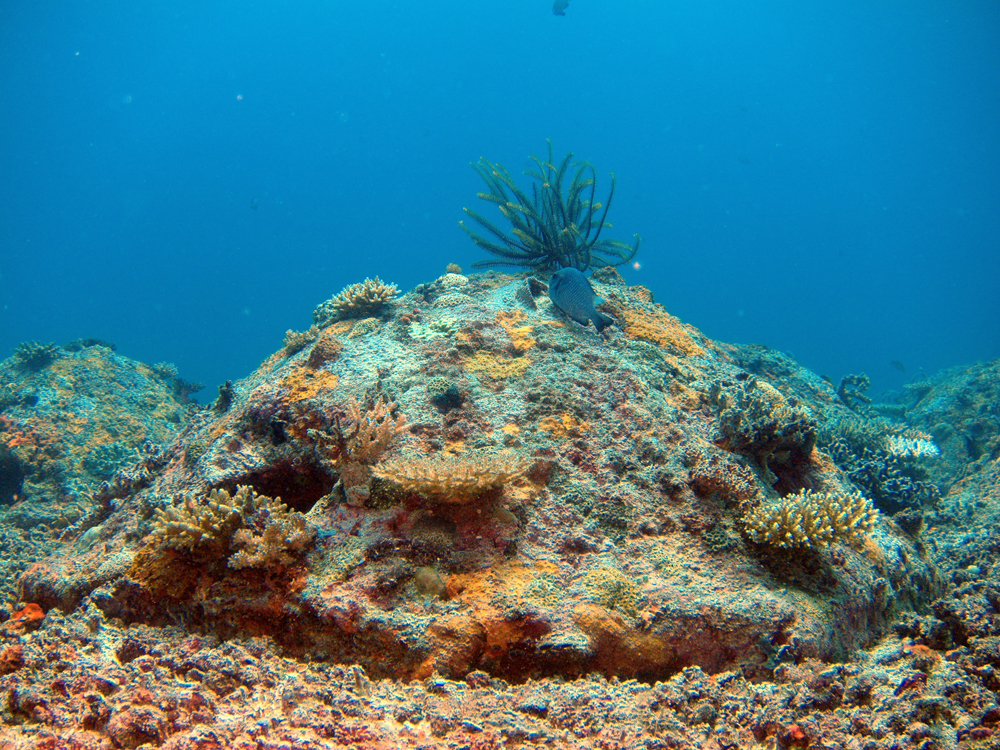 Coral growth on ReefBuds