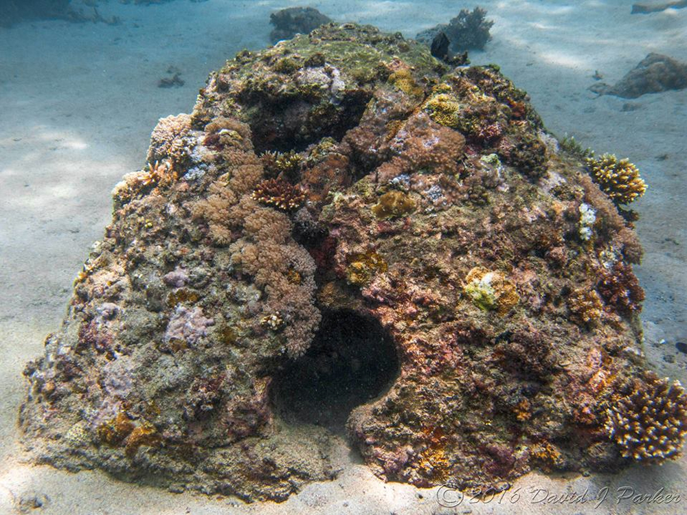 Coral growth on ReefBuds