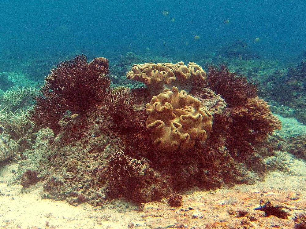 Coral growth on ReefBuds