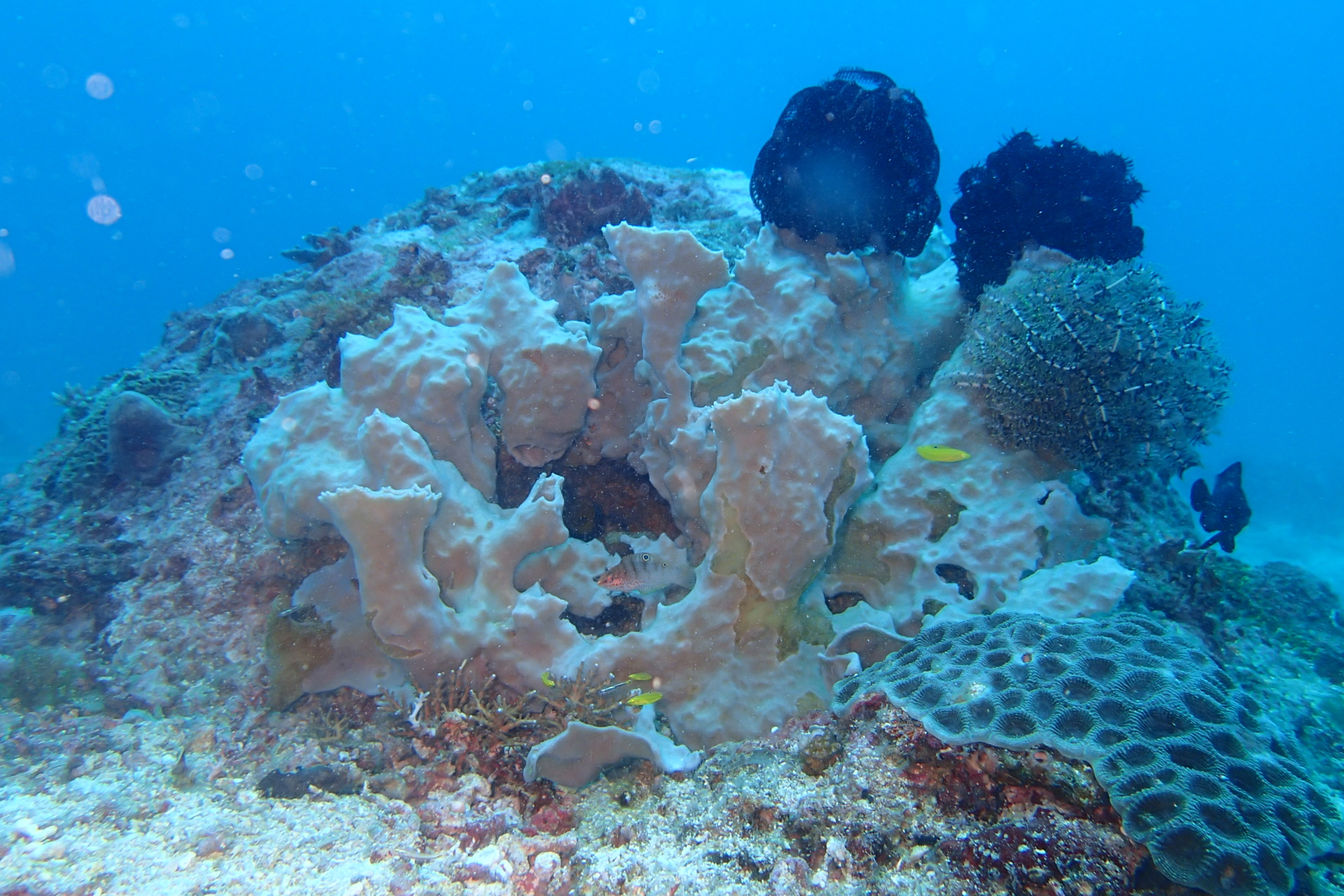 Naturally formed coral on ReefBuds
