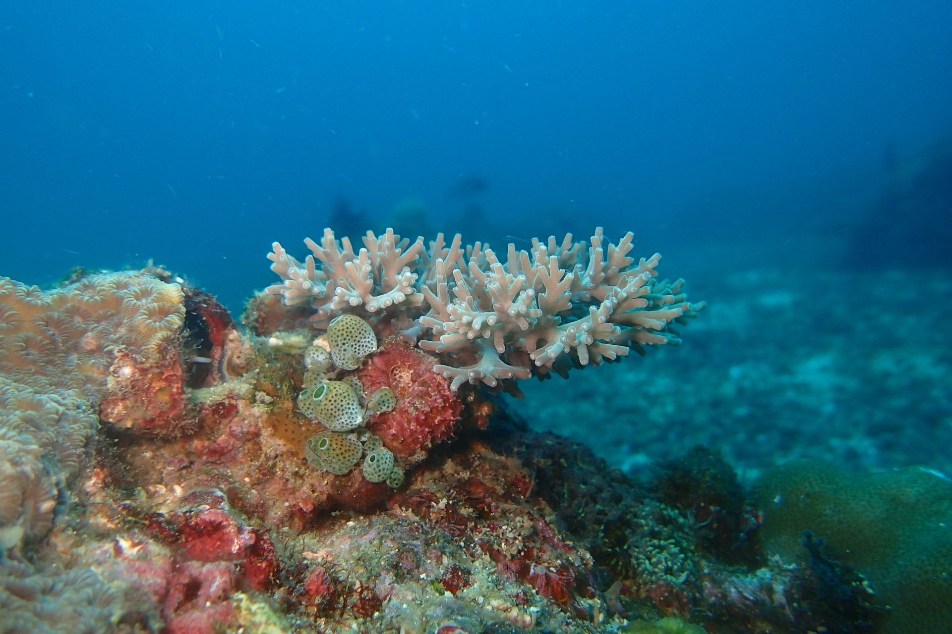Naturally formed coral on ReefBuds